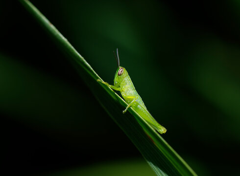 コバネイナゴ Images Browse 50 Stock Photos Vectors And Video Adobe Stock