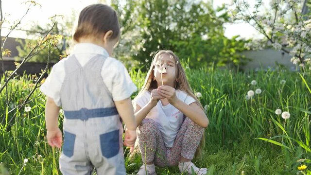 Brother and sister have fun playing with blooming white yellow and fluffy dandelions in a warm spring garden