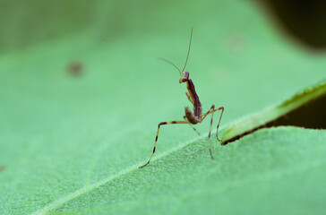 振り返るハラビロカマキリの若齢幼虫1
