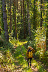 A young adventurer with a hat in the forest pines, hiker lifestyle concept, copy and paste space,...
