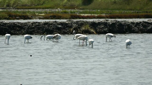 Phoenicopterus roseus, flamingos comuns rosados na ria de Aveiro, perto da Universidade de AVeiro