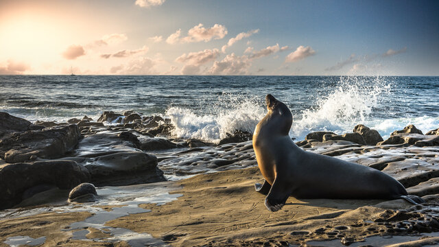 Seal011