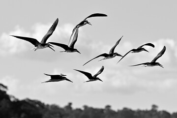 free fly 