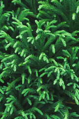 Green branches of a young thuja tree close-up in full screen.