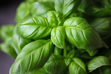 Fresh green basil