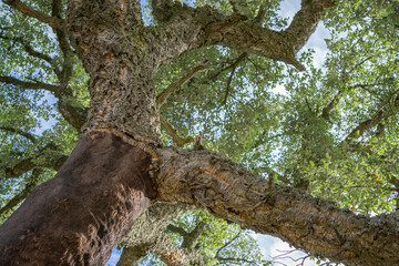 Peeled cork oaks tree