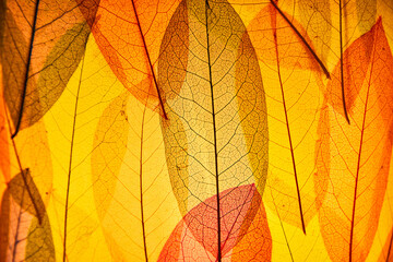 Naklejka na ściany i meble Pattern of Leaves