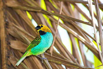 blue and yellow bird
