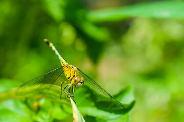 Natural insect on the flower. natural background. selective focus image.
