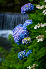 枝川内のアジサイ