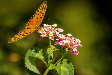 butterfly on flower