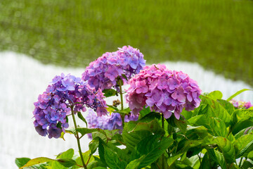 枝川内のアジサイ