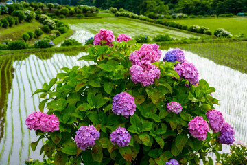 枝川内のアジサイ