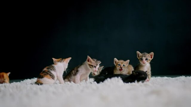 Cute kittens at 30 days old on a white carpet.