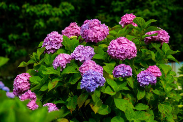 枝川内のアジサイ