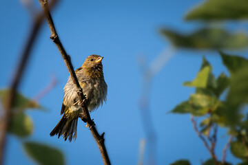 bird on a tree in a blue sky