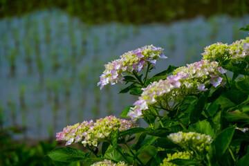 枝川内のアジサイ