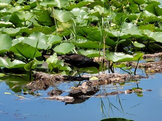 Bird in the water