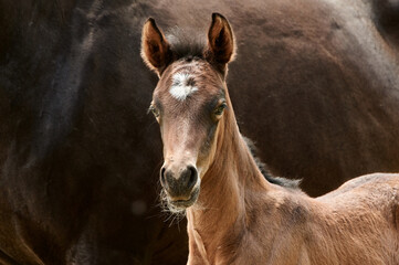 Brown foal standing close to the mare and looking at camera, close-up of a newborn horse. - obrazy, fototapety, plakaty