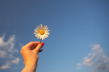 White daisy (chamomile, camomile) in the hand of a girl with a bright red manicure on the background of a blue sky with a copy space.