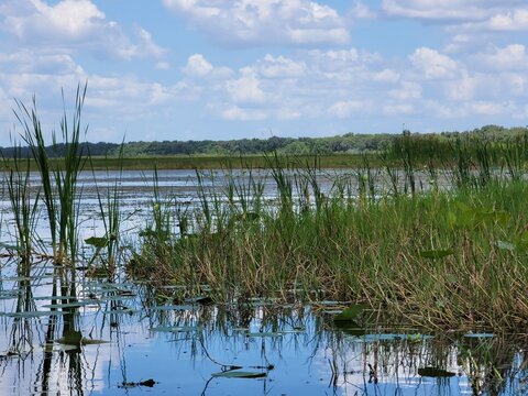 reeds in the water