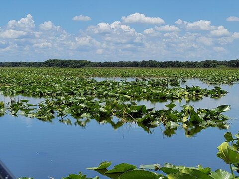 lilies in the field