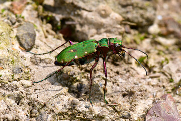 Green tiger beetle // Feld-Sandlaufkäfer, Feldsandläufer (Cicindela campestris)
