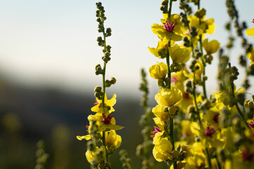 yellow flowers