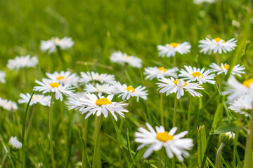 Fototapeta premium white and pink daisies in a green meadow close-up