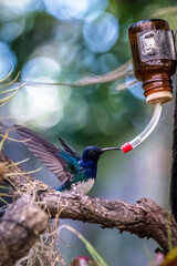 H.bird1 © Marcin