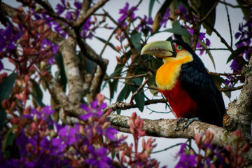 toucan on a tree