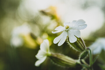 flowers in the garden