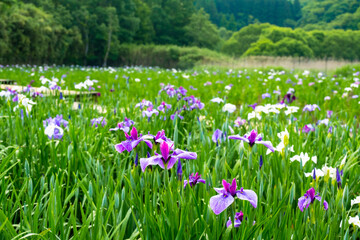 神楽女湖のハナショウブ