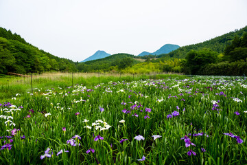 Obraz premium 神楽女湖のハナショウブ