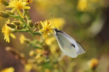 Pieridae butterfly on yellow flowers