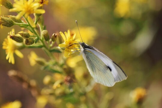 Pieridae Butterfly On Yellow Flowers