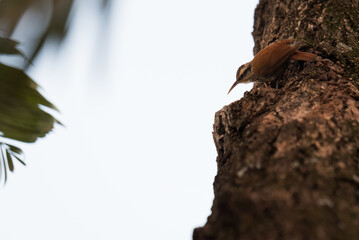 Bird known as narrow-billed woodcreeper which scientific name is Lepidocolaptes angustirostris, looking for food in the tree against a clear sky with copy space