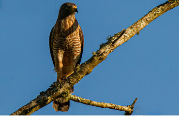 hawk on a tree in a blue sky