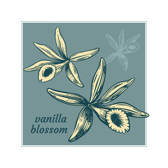 Vanilla orchid vanilla flower. Vector Illustration.