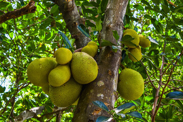 Jack fruit. Green Tropical fruits in the tree.