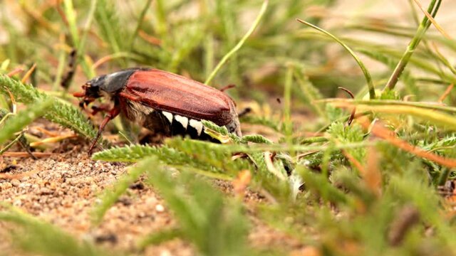 Close up of black ants attack beetle on ground among green grass, small depth of focus.