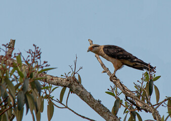 hawk in a tree