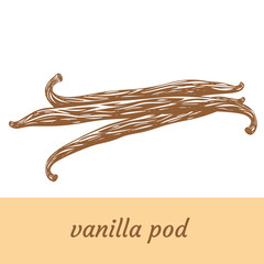 Vanilla dried sticks icon isolated on white background. Exotic asian spice for dessert or parfum industry vector illustration.