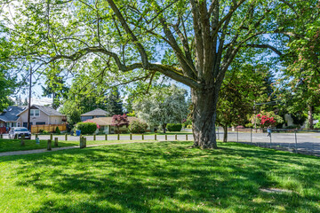 Spring In Burien 4
