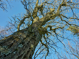 Gnarled willow tree trunk on moorland smallholding
