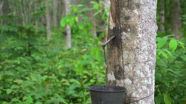 Rubber milk production cutting dripping on tree in tropical farm