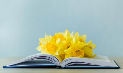 yellow spring narcisses on the open book on blu background, copy space