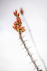 Ocotillo blossom