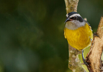 yellow bird on a branch