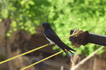 swallow bird on a clothesline